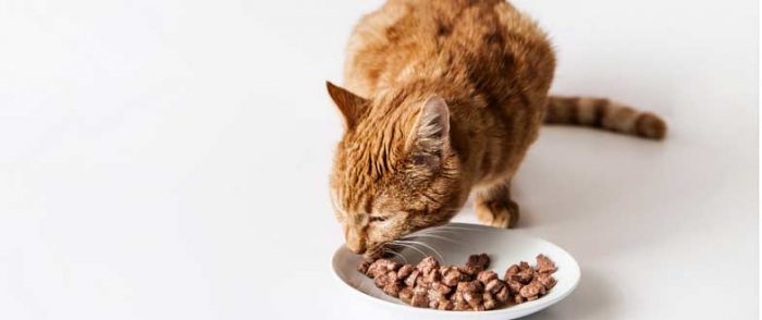 Is Friskies Good For Cats?