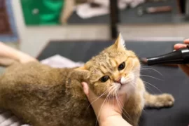 Cat Behavior after Shaving