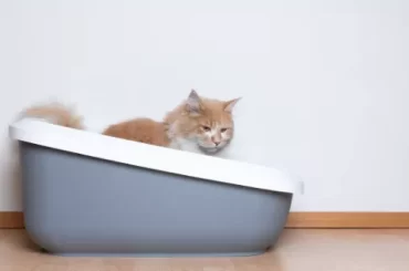 Cat Tipping Over Litter Box