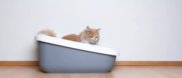 Cat Tipping Over Litter Box