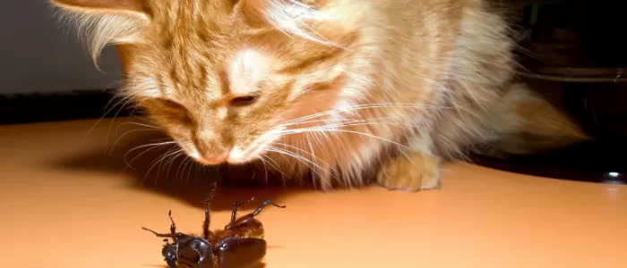 Do Cats Help With Roaches